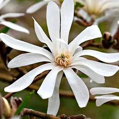 Магнолия СТЕЛЛАТА  Магнолия СТЕЛЛАТА в Рязани