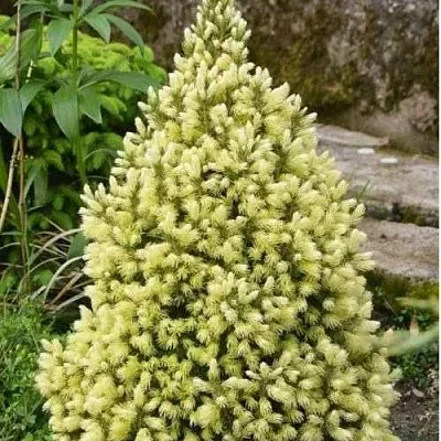 Ель МАЙГОЛД колючая  Ель МАЙГОЛД колючая в Рязани