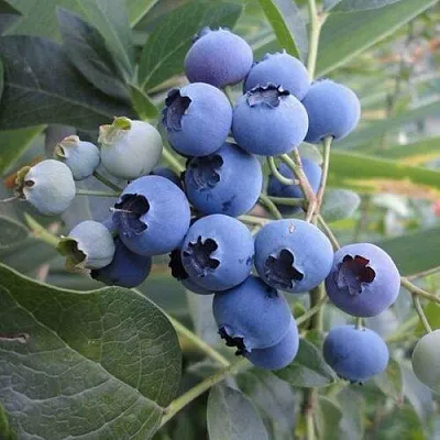 Голубика ЛЕГАЦИЯ  Голубика ЛЕГАЦИЯ в Рязани