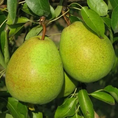 Груша НАЙТ-ВЕРТ колонновидная в Рязани