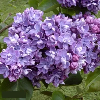 Сирень АМИ ШОТТ  Сирень АМИ ШОТТ в Рязани