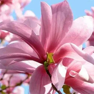 Магнолия ГАЛАКСИ  Магнолия ГАЛАКСИ в Рязани