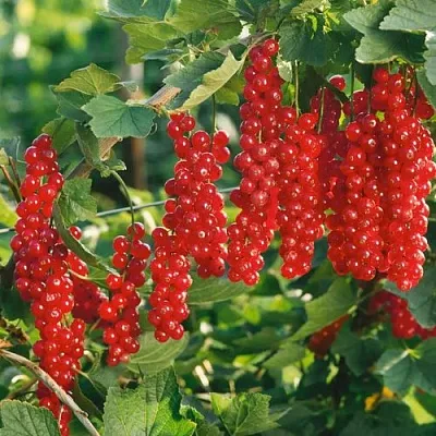 Смородина красная РУДНЕУС  Смородина красная РУДНЕУС в Рязани