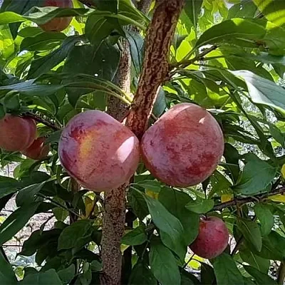 Плуот ГЕО ПРАЙД  Плуот ГЕО ПРАЙД в Рязани