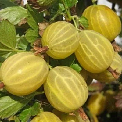 Крыжовник КУРШУ ДЗИНТАРС  Крыжовник КУРШУ ДЗИНТАРС в Рязани