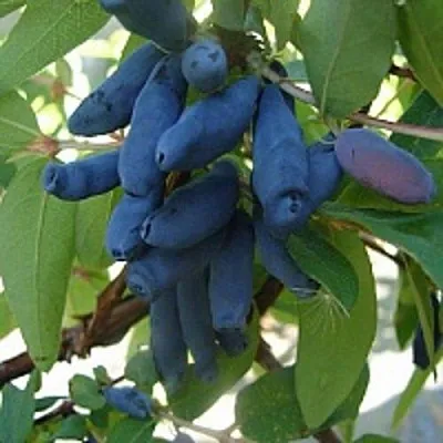 Жимолость съедобная ГОРДОСТЬ БАКЧАРА  Жимолость съедобная ГОРДОСТЬ БАКЧАРА в Рязани