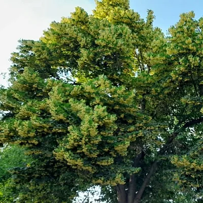 Липа  Липа в Рязани