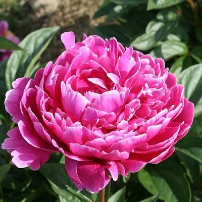 Пион СЕБАСТЬЯН МААС травянистый  Пион СЕБАСТЬЯН МААС травянистый в Рязани