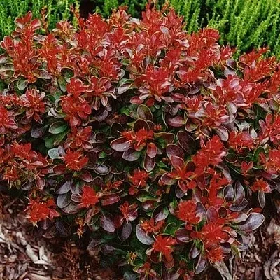 Барбарис КАРМЕН тунберга  Барбарис КАРМЕН тунберга в Рязани