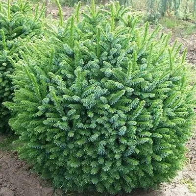 Ель НАНА сербская  Ель НАНА сербская в Рязани