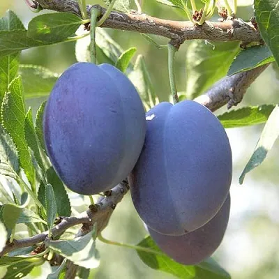 Слива СТЭНЛИ  Слива СТЭНЛИ в Рязани