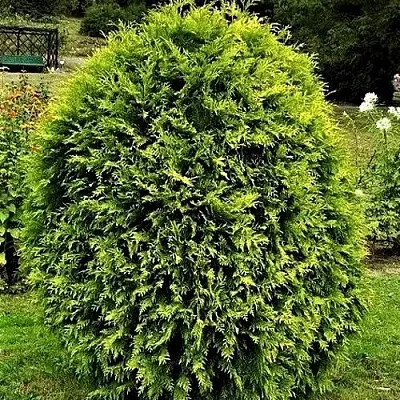 Туя ТИП ТОП западная  Туя ТИП ТОП западная в Рязани