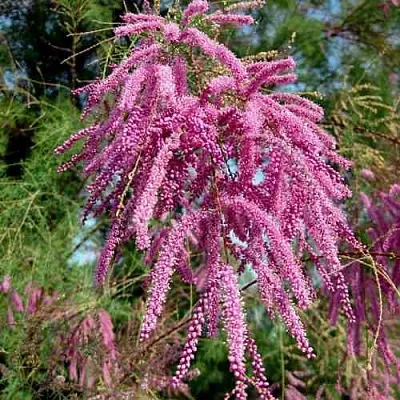 Тамарикс ПИНК КАСКАД  Тамарикс ПИНК КАСКАД в Рязани