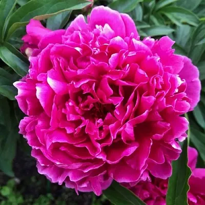 Пион КАРЛ РОЗЕНФЕЛЬД травянистый  Пион КАРЛ РОЗЕНФЕЛЬД травянистый в Рязани