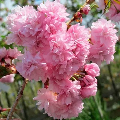 Сакура КИКУ ШИДАРЕ  Сакура КИКУ ШИДАРЕ в Рязани