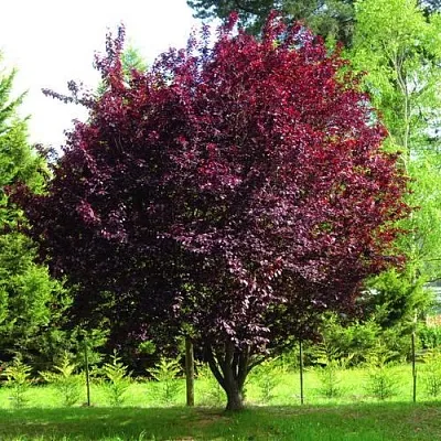 Слива НИГРА растопыреная   Слива НИГРА растопыреная  в Рязани