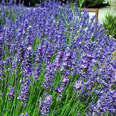 Лаванда ФЕНОМЕНАЛ узколистная  Лаванда ФЕНОМЕНАЛ узколистная в Рязани