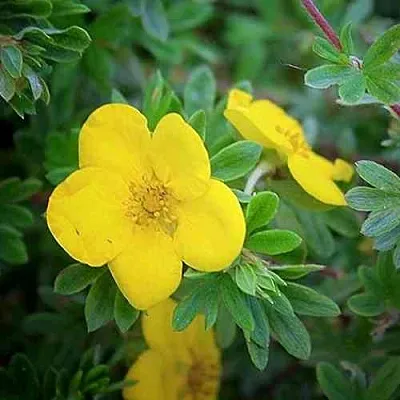 Лапчатка ГОЛДСТАР кустарниковая  Лапчатка ГОЛДСТАР кустарниковая в Рязани