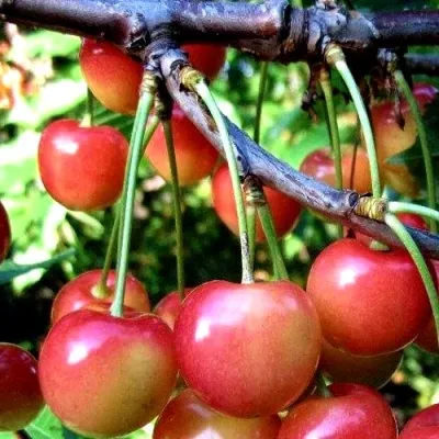 Черешня ГАСТИНЕЦ — описание сорта Черешня ГАСТИНЕЦ в Рязани