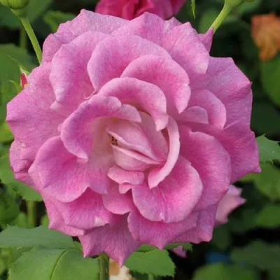 Саженцы роз ВИОЛЕТТА чайно-гибридная  Саженцы роз ВИОЛЕТТА чайно-гибридная в Рязани