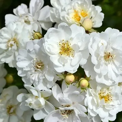 Саженцы роз ГИРЛЯНДА ДЕ АМУР мускусная  Саженцы роз ГИРЛЯНДА ДЕ АМУР мускусная в Рязани