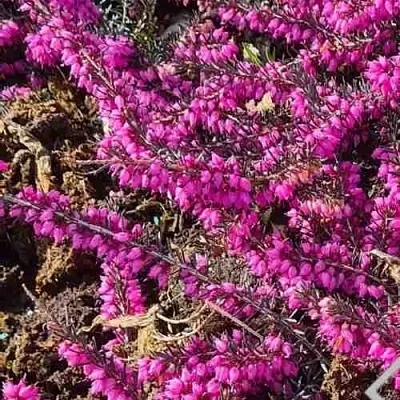 ЭРИКА "АЛЬПИЙСКИЙ ВЕРЕСК" (зимующая) сорт АТРОРУБРА  ЭРИКА "АЛЬПИЙСКИЙ ВЕРЕСК" (зимующая) сорт АТРОРУБРА в Рязани