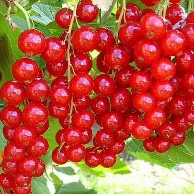 Смородина красная ФЕРТОДИ  Смородина красная ФЕРТОДИ в Рязани