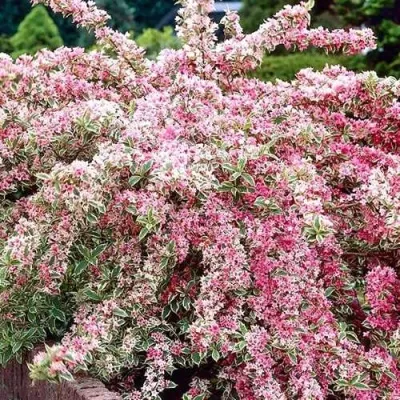 Вейгела САННИ ПРИНЦЕСС — описание сорта Вейгела САННИ ПРИНЦЕСС в Рязани