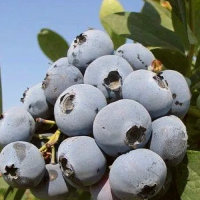 Голубика ЦУКЕР ТРАУБЕ  Голубика ЦУКЕР ТРАУБЕ в Рязани