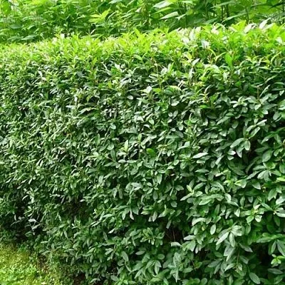 Бирючина обыкновенная  Бирючина обыкновенная в Рязани