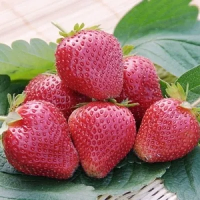 Клубника ВИМА КСИМА  Клубника ВИМА КСИМА в Рязани