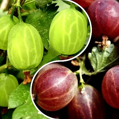 Комплект СКАЗКА в Рязани