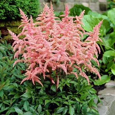 Астильба БРЕССИНГЕМ БЬЮТИ Арендса  Астильба БРЕССИНГЕМ БЬЮТИ Арендса в Рязани