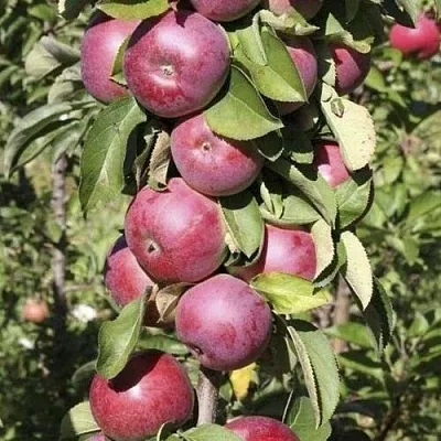 Яблоня ЕСЕНИЯ колонновидная  Яблоня ЕСЕНИЯ колонновидная в Рязани