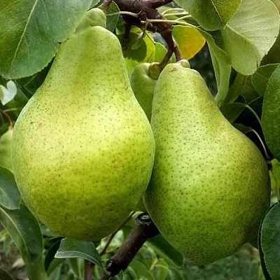 Груша НОЯБРЬСКАЯ ЗИМНЯЯ  Груша НОЯБРЬСКАЯ ЗИМНЯЯ в Рязани