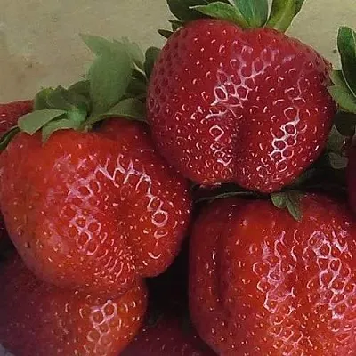 Клубника ДЕСТЕНИ  Клубника ДЕСТЕНИ в Рязани