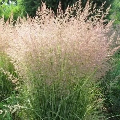 Вейник ОВЕРДАМ остроцветковый  Вейник ОВЕРДАМ остроцветковый в Рязани