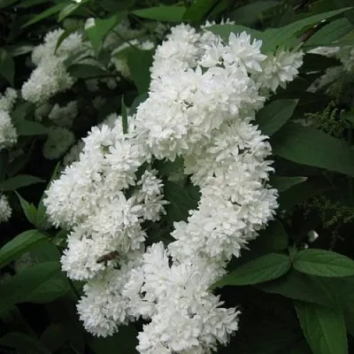 Дейция КАНДИДИССИМА шершавая  Дейция КАНДИДИССИМА шершавая в Рязани