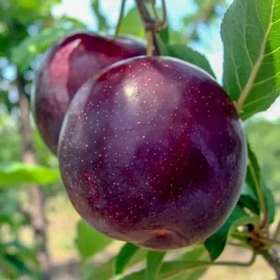 Слива АНЖЕЛИНО  Слива АНЖЕЛИНО в Рязани