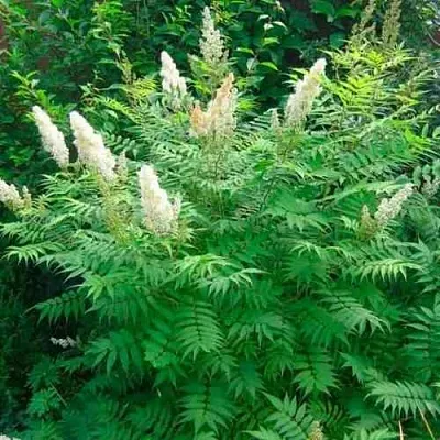 Рябинник рябинолистный СЭМ  Рябинник рябинолистный СЭМ в Рязани