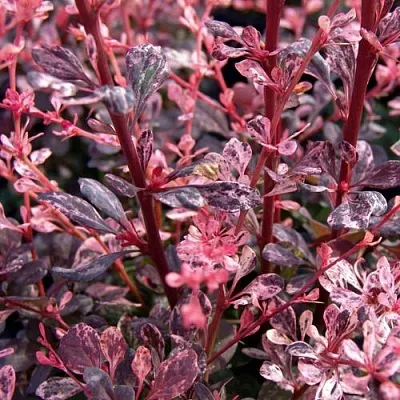 Барбарис АРЛЕКИН тунберга  Барбарис АРЛЕКИН тунберга в Рязани