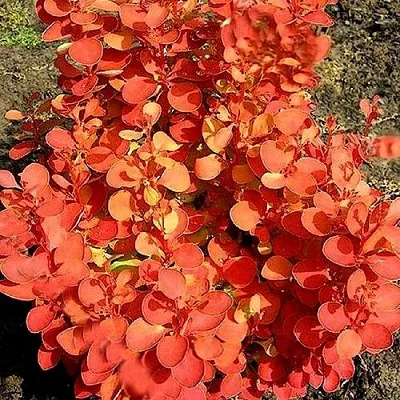 Барбарис ОРАНЖ ФАЙЕР тунберга  Барбарис ОРАНЖ ФАЙЕР тунберга в Рязани