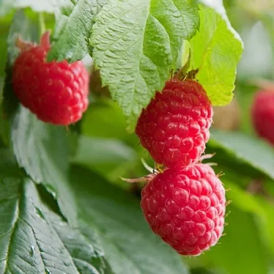 Малина МАРАВИЛЛА  Малина МАРАВИЛЛА в Рязани