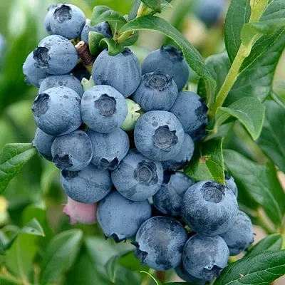 Голубика ХАРДИБЛЮ  Голубика ХАРДИБЛЮ в Рязани