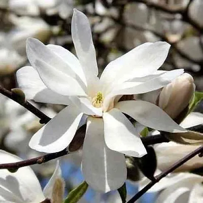 Магнолия ЛЕБНЕРА МЕРРИЛЛ  Магнолия ЛЕБНЕРА МЕРРИЛЛ в Рязани