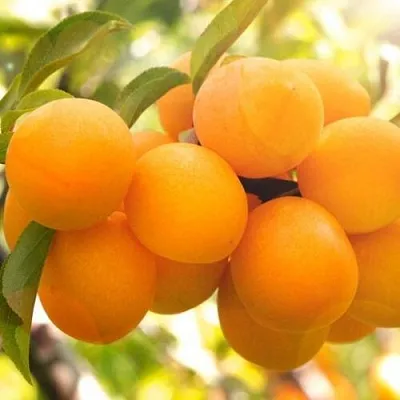 Слива МАРА  Слива МАРА в Рязани