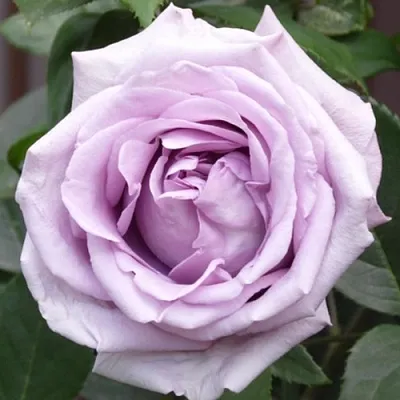 Саженцы роз ИНДИГОЛЕТТА плетистая  Саженцы роз ИНДИГОЛЕТТА плетистая в Рязани