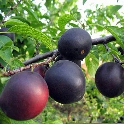 ЧЕРРИКОС  ЧЕРРИКОС в Рязани