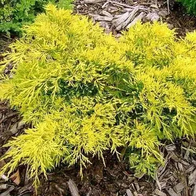 Можжевельник КИНГ ОФ СПРИНГ средний  Можжевельник КИНГ ОФ СПРИНГ средний в Рязани