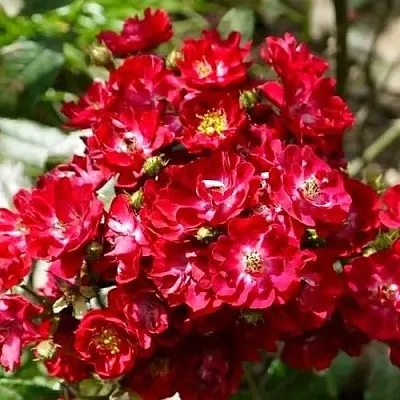 Саженцы роз АЛЬБЕРИХ полиантовая  Саженцы роз АЛЬБЕРИХ полиантовая в Рязани